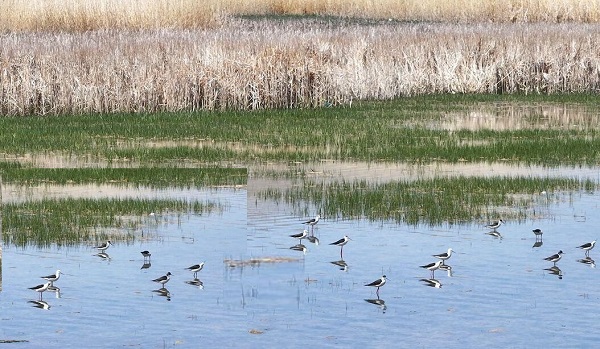 افزایش ۳۲ سانتی متری تراز آب تالاب قوری گول بستان آباد