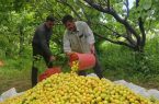 پیشبینی برداشت ۳۶ هزار تن زردآلو از باغات شهرستان جلفا
