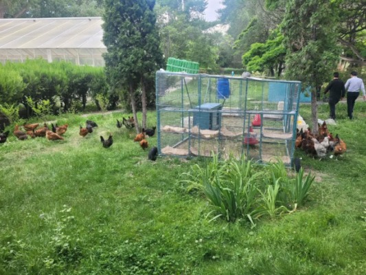 پرورش مرغ تخمگذار بومی در دانشگاه تبریز