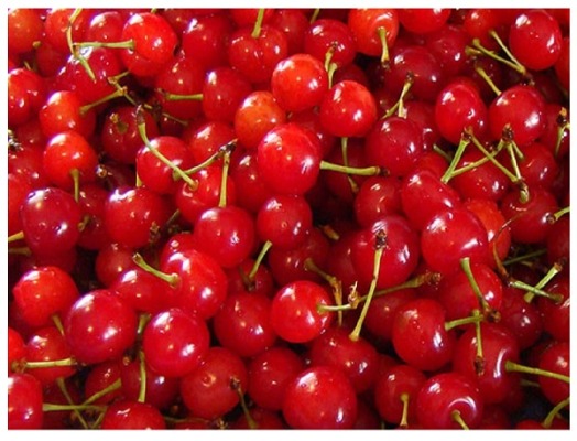 صادرات آلبالو از مراغه به روسیه