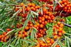 سنجد؛ ظرفیت مغفول باغبانی برای مقابله با خشکسالی و توسعه اقتصاد کشاورزی