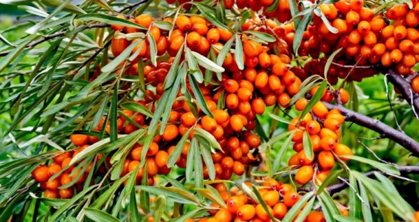 سنجد؛ ظرفیت مغفول باغبانی برای مقابله با خشکسالی و توسعه اقتصاد کشاورزی
