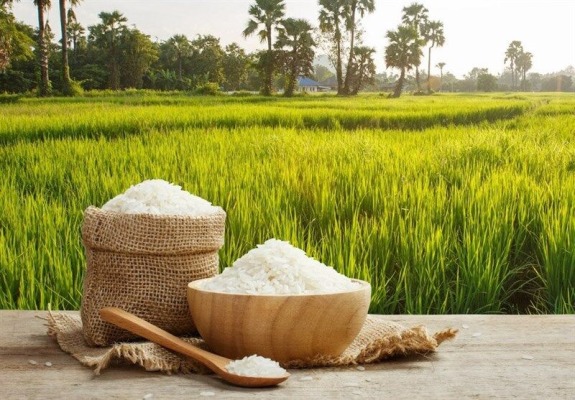تولید بیش از ۳۲ هزار تن برنج سفید در آذربایجان شرقی