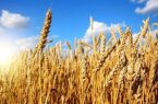 رتبه دوم استانی کلیبر در تولید و خرید تضمینی گندم