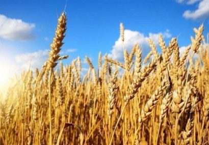رتبه دوم استانی کلیبر در تولید و خرید تضمینی گندم