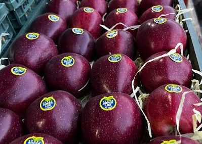 مراغه قطب تولید سیب آذربایجان شرقی